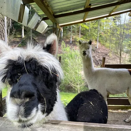 Hébergement de vacances Wolfshound Ottenhofen im Schwarzwald